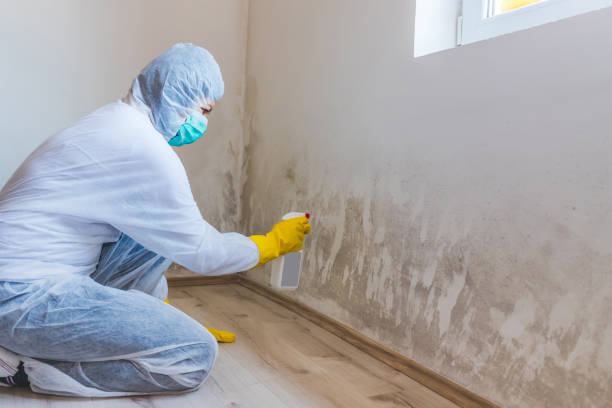 Licensed Basement Mold Removal service in Lexington, TN - WQB Mold Removal