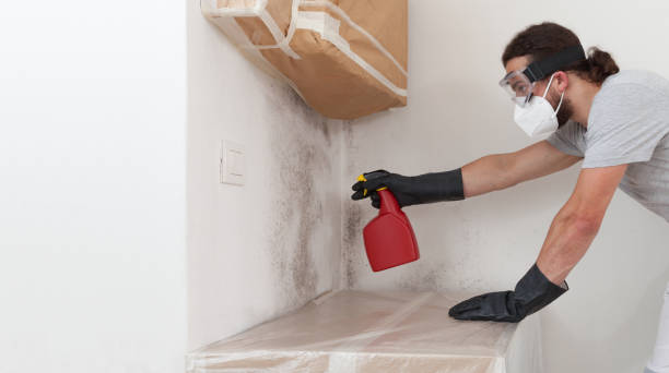 Professional Basement Mold Removal technician working in Lexington, TN