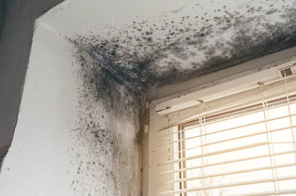 Affordable Basement Mold Removal solutions in Lexington, TN